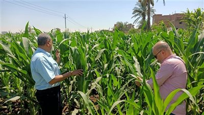 محافظ أسيوط: دعم مستمر للمزارعين ومتابعة للمحاصيل.. ووكيل وزارة الزراعة يتابع