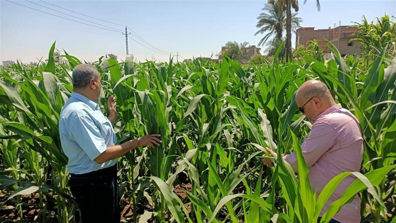 خلال المتابعة.
