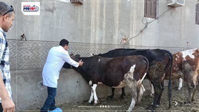 تحصين 73370 رأس ماشية ضد مرضي الحمى القلاعية وحمى الوادي المتصدع بالفيوم 