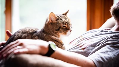 تحذير طبي: تربية القطط قد تؤثر على خصوبة الرجال بشكل خطير 