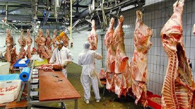 أحمد عتيبي: اقتراحي بمنع ذبح الأبقار قد يخفض أسعار اللحوم 50% | فيديو