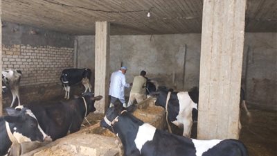 استمرار جهود مديرية الطب البيطري في التحصين والتأمين بالسويس