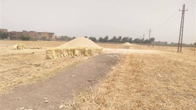 استلام أكثر من  284.1 ألف طن قمح محلي بصوامع بني سويف 