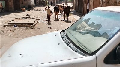 مواشي دمياط القديمة تثير قلق الأهالي.. مطالب بحلول عاجلة لتنظيم الشوارع