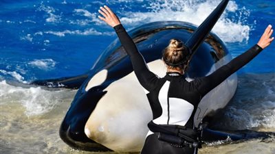 حقيقة وفاة مدربة الحيتان جيسيكا رادكليف بهجوم حوت أوركا