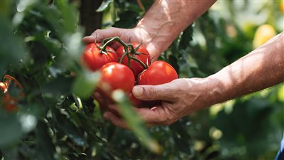 من القلب إلى البشرة.. كيف تحافظ الطماطم على صحتك وجمالك؟