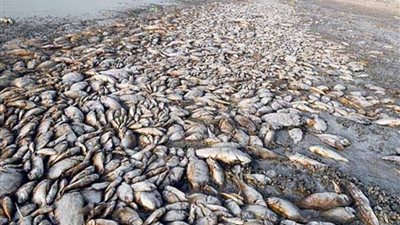  أسعار السمك والجمبري اليوم الإثنين 18 أغسطس 2025 في سوق العبور