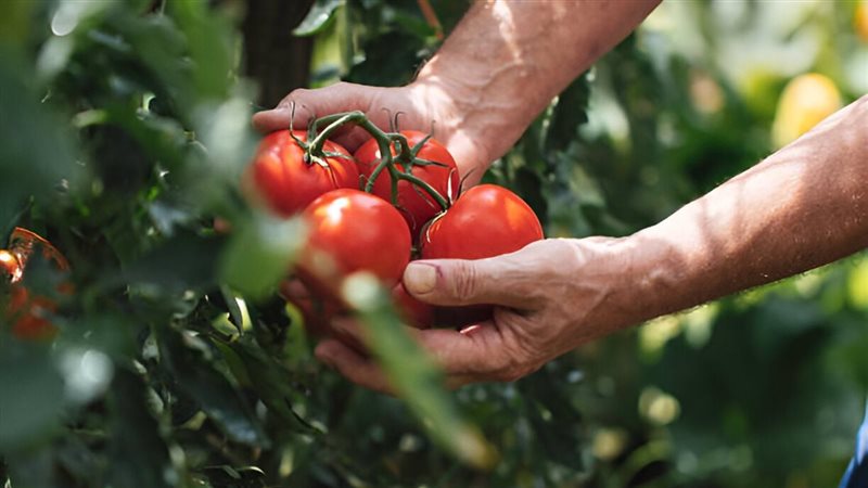 فوائد الطماطم