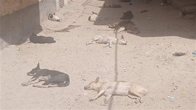 الكلاب الضالة تغزو شوارع دمياط.. والأهالي يستغيثون: الحقنا يا سيادة المحافظ