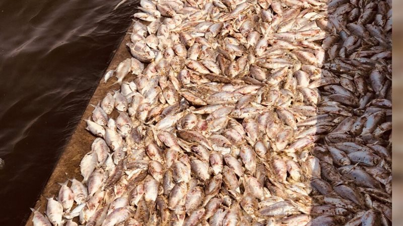 نفوق الأسماك في بحيرة