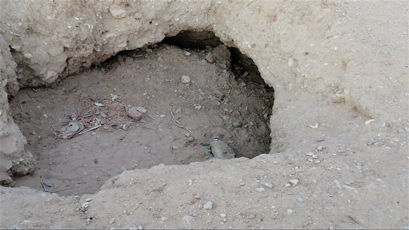 ارشيفية