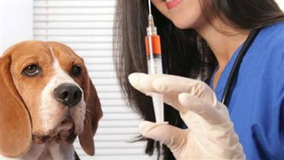 الصحة تحدّث بروتوكولات الوقاية من السعار: أربع جرعات بدلًا من خمس