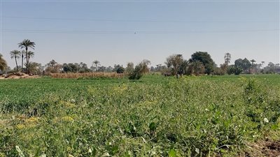 تحت وطأة العادات والتقاليد.. نساء الصعيد في معركة طويلة مع «ميراث الأرض»