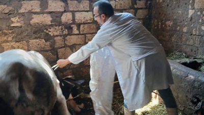 استمرار الحملة القومية الثانية للتحصين ضد أمراض الماشية في السويس