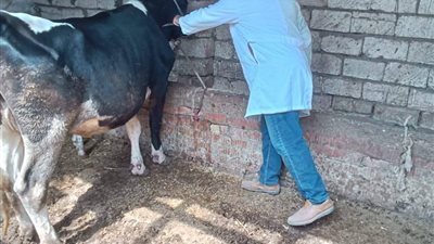 غدا..بشري لأهالى قرية النواصرية بدمياط:«قافلة بيطرية مجانية» 