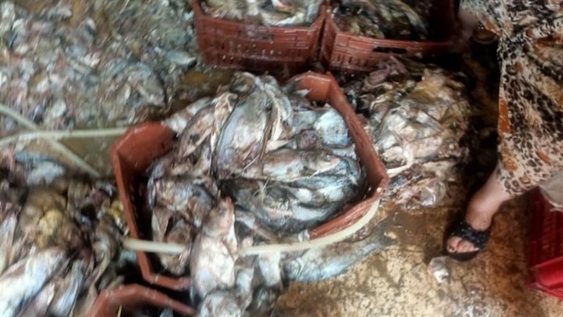 السمك المضبوط