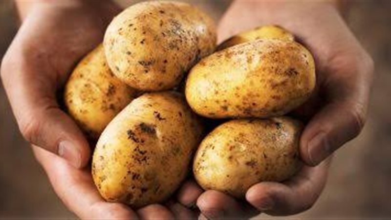البطاطس ارشيفية