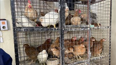 الفراخ البلدي بـ 110 جنيه.. أسعار الدواجن والبيض خلال تعاملات اليوم 11/5/2025
