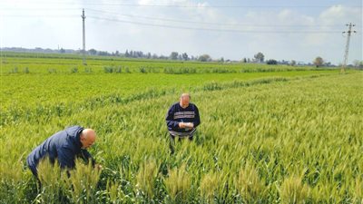 بسبب التغيرات المناخية.. لجان المكافحة بزراعة البحيرة تتابع محصول القمح| صور