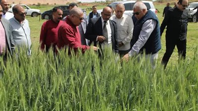 لتطوير الإنتاجية.. محافظ الوادي الجديد يتفقد تجربة 