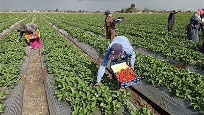 أبو الخاوي.. أشهر قرية  فى البحيرة فى زراعة وتصدير محصول الفراولة|صور