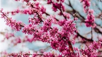 استمرار موجة انخفاض درجات الحرارة  .. وفي فصل الربيع أعلى من معدلاته الطبيعية هذا العام