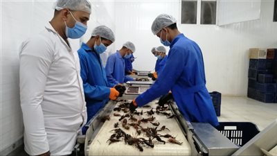 بطاقة انتاجية ٦ أطنان يوميا.. أول مصنع لانتاج الاستاكوزا النيلي وإنتاجه للتصدير|صور