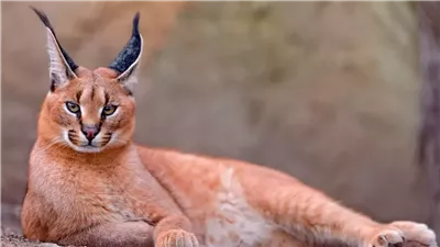 أنثى وشق بري مصرية تهاجم جنودًا إسرائيليين في قاعدة عسكرية 