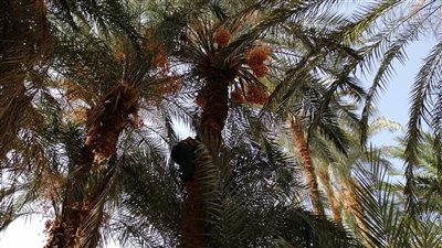 مني قوت.. قصة فتاة تحدت صعوبة الحياة واحتراف مهنة طالع النخيل