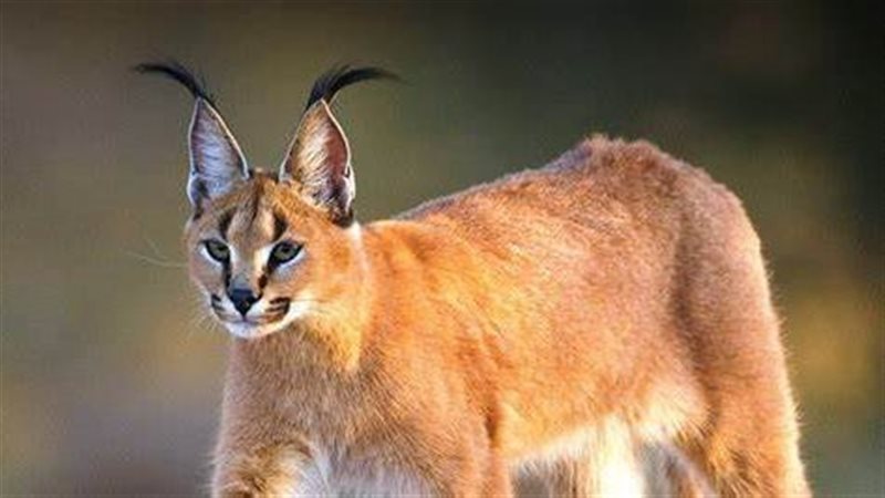 الوشق المصرى 