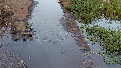 قرية الشيخ مصطفى إسماعيل تغرق في مياه الصرف.. أهالي ميت غزال بلد يستغيثون بالرئيس السيسي: 