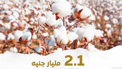 وزارة المالية تعلن إتاحة 2.1 مليار جنيه لسداد مستحقات مزارعي القطن