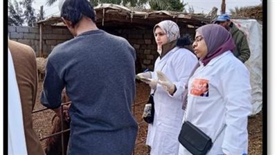 الطب البيطرى بشمال سيناء يواصل جهوده في التحصين والرعاية والرقابة لحماية الثروة الحيوانية