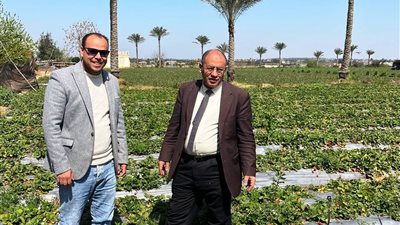 زراعة 53 ألف فدان بمحصول الفراولة في البحيرة هذا العام