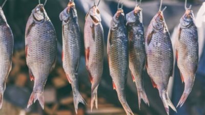 السردين يتراجع 35 جنيهًا.. وانخفاض أسعار 8 أنواع من الأسماك قبل شم النسيم