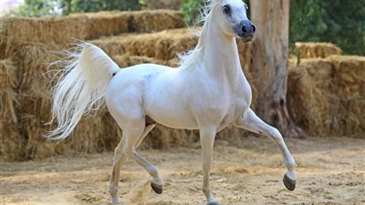 أختل  توازنه مصرع طالب غرقا أثناء تنزه بالخيل فى الهرم