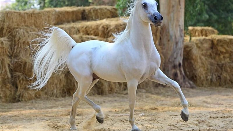 صورة ارشفية 