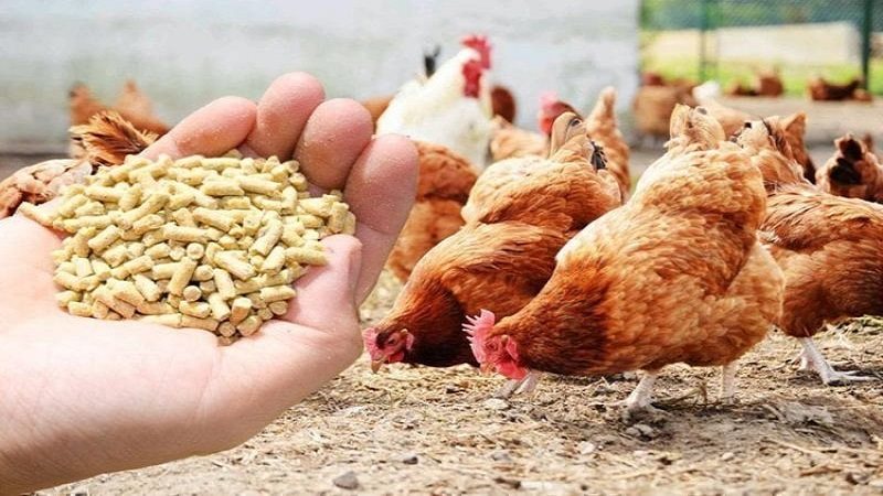 شعبة الدواجن