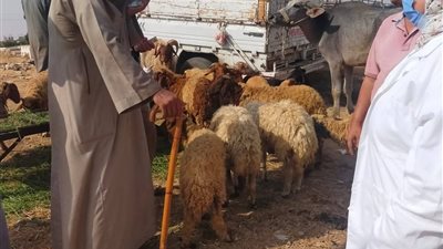 جهود مكثفة لتنمية الثروة الحيوانية ومكافحة الأمراض الوبائية بالسويس