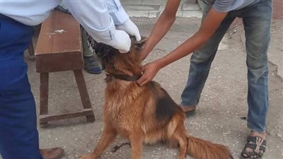 قافلة بيطرية علاجية مجانية بالنواصرية تقدم خدماتها لـ 929 حالة