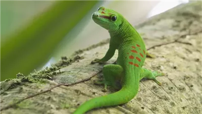 حقائق مذهلة عن السحالي في اليوم العالمي.. تعرف على أسرارها وقدراتها الفريدة