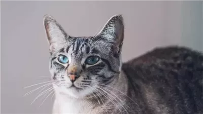 الخرف عند القطط يشبه ألزهايمر لدى البشر: دراسة علمية تكشف التفاصيل 