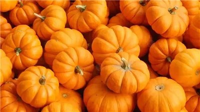 فوائد القرع العسلى المذهلة لمقاومة الشيخوخة وصحة الجسم 