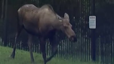 حيوان الموظ يتجول قرب قمة ترامب وبوتين في ألاسكا غدًا