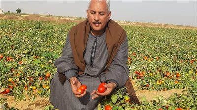 نقيب الفلاحين: فدان الطماطم يخسر حاليا 100 ألف جنيه