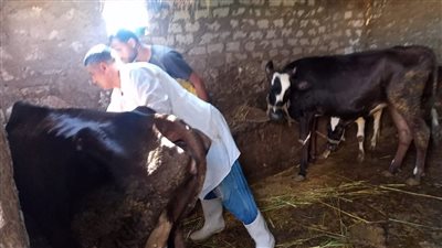 محافظ كفرالشيخ يعلن انطلاق الحملة القومية للتحصين ضد فيروس الحمى القلاعية