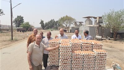 بدء إنتاج الدورة الجديدة لبيض المائدة بمشروعات الدواجن المركزية ببنى سويف