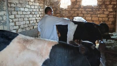 انطلاق الحملة القومية للتحصين ضد مرض الحمى القلاعية (عترة SAT1) بالسويس