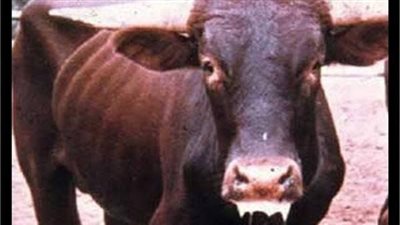 الحمى القلاعية..كيف تنتقل العدوى وما هي طرق الوقاية؟