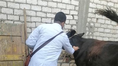 تحصين أكثر من 41 ألف رأس ماشية بالإسماعيلية ضد الأمراض الوبائية